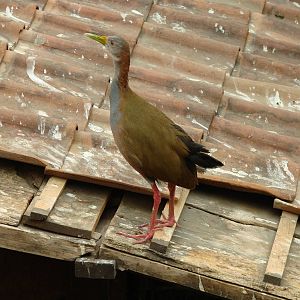 Bird Kingdom Visit - August 16th, 2009