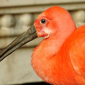 Bird Kingdom Visit - August 16th, 2009