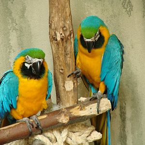 Bird Kingdom Visit - August 16th, 2009