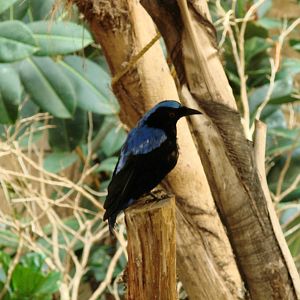 Bird Kingdom Visit - August 16th, 2009