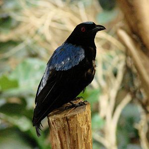 Bird Kingdom Visit - August 16th, 2009