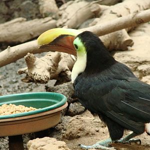 Bird Kingdom Visit - August 16th, 2009