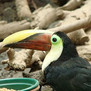 Bird Kingdom Visit - August 16th, 2009