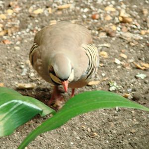 Bird Kingdom Visit - August 16th, 2009