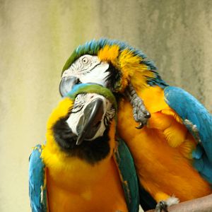 Bird Kingdom Visit - August 16th, 2009