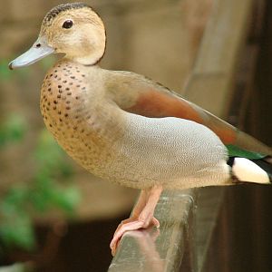 Bird Kingdom Visit - August 16th, 2009