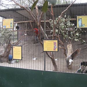 Mixed Species Aviary