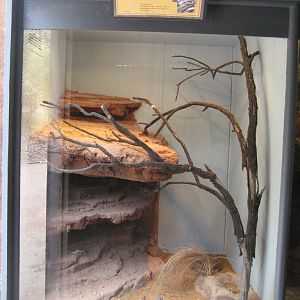 Bearded Dragon enclosure