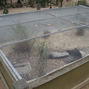 Blue-tongue Lizard cage