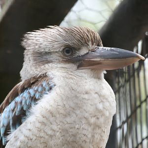 Blue-winged Kookaburra