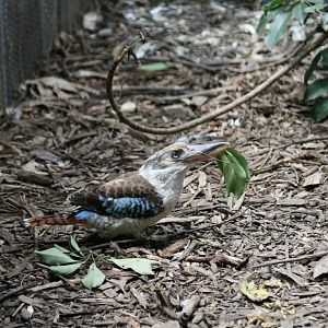 Blue-winged Kookaburra female