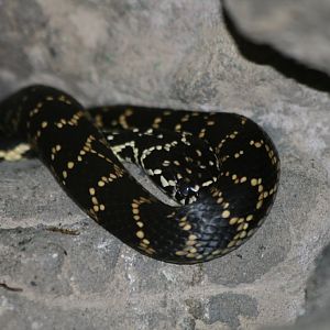 Broad-headed Snake