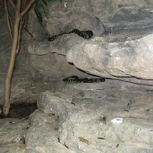 Broad-headed Snake enclosure
