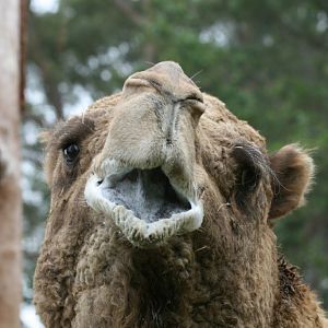 Camel
