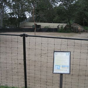 Camel and Ostrich yards