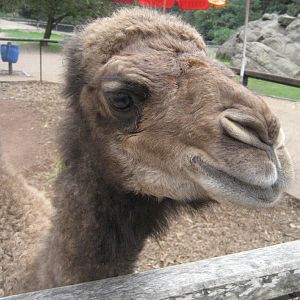 Camel calf