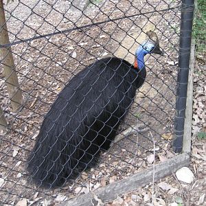 Cassowary