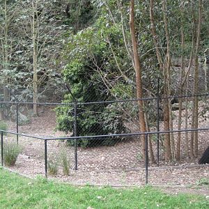 Cassowary enclosure