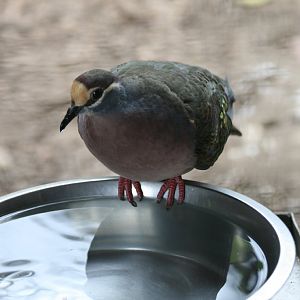 Common Bronzewing Pigeon