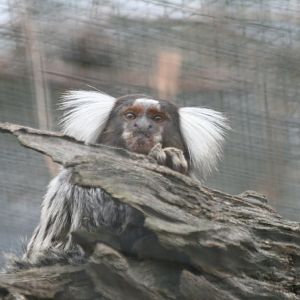 Common Marmoset