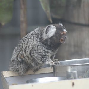 Common Marmoset
