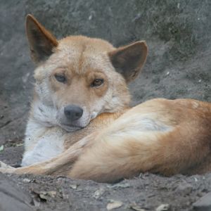 Dingo