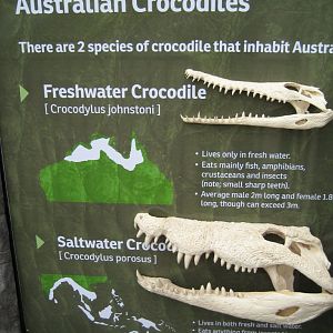 Crocodile display