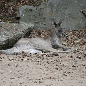 Eastern Grey Kangaroo
