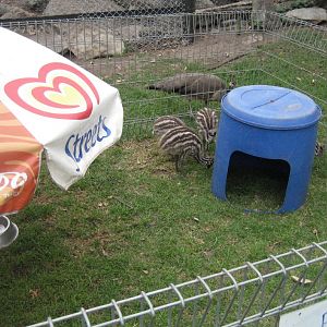 Emu chick pen