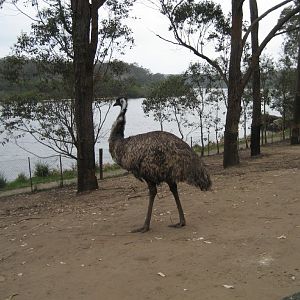 Emu enclosure