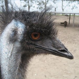 Emu closeup