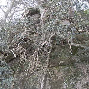 Massive fig growing on gigantic boulder