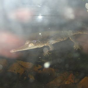 Freshwater Crocodile juvenile