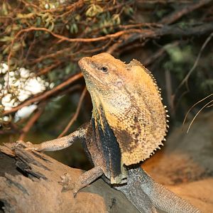 Frilled Lizard juvenile