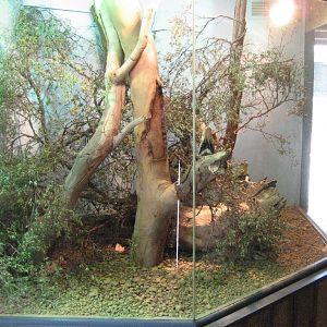 Frilled Lizard enclosure