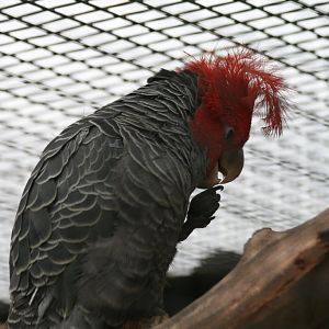 Gang Gang Cockatoo male