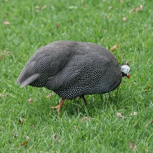 Helmeted Guinea Fowl