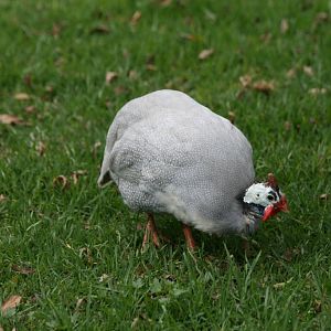Helmeted Guinea Fowl