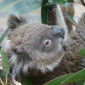 Koala