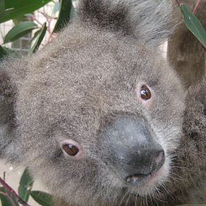 Koala