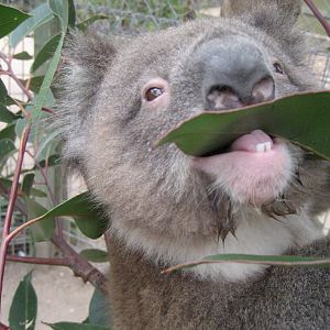 Koala