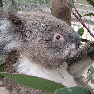 Koala