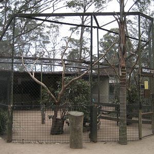Koala enclosure