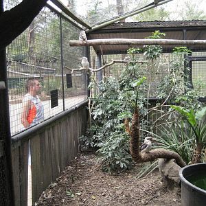 Kookaburra aviary