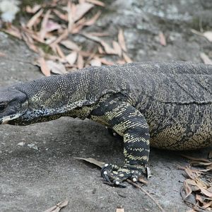 Lace Monitor
