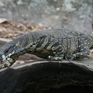 Lace Monitor