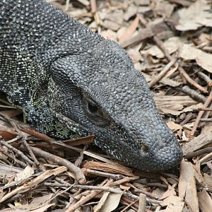 Lace Monitor
