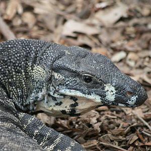 Lace Monitor