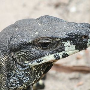 Lace Monitor