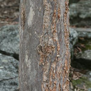 Damage done to tree by Lace Monitor